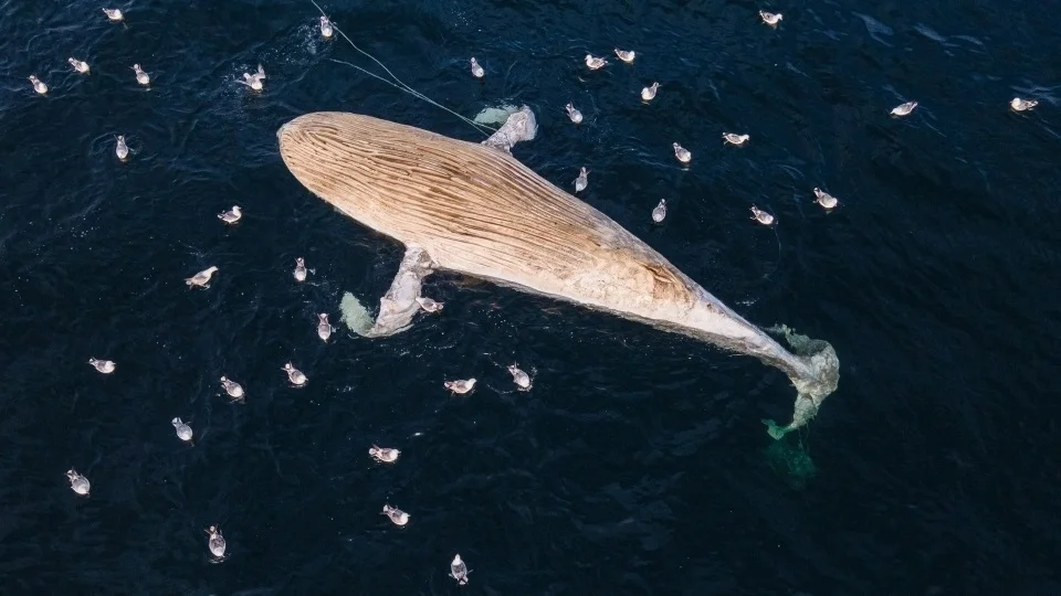 A humpback whale entangled in fishing gear in the North East coast of Scotland. Photo credit: Cal Major